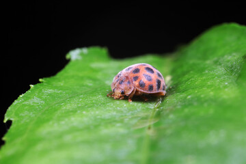 Sticker - ladybugs on green leaves, North China