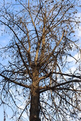 Canvas Print - tree against sky