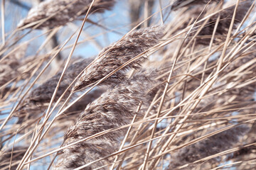 Dry reed on the lake, reed layer, reed seeds. Golden reed grass in the fall in the sun. Abstract natural background. Beautiful pattern with neutral colors. Minimal, stylish, trend concept