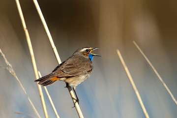 Blauwborst, White-spotted Bluethroat, Luscinia svecica