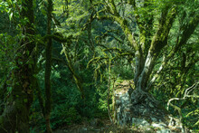 Green Forest Background, Tropical Wood. Yew-boxwood Grove, Sochi National Park