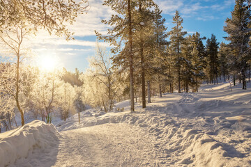 Wall Mural - snowy forest landscape at sunset, frozen trees in winter in saariselka, lapland, finland
