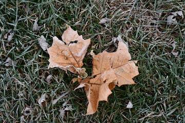 Sticker - Frost on a Sycamore Tree Leaf