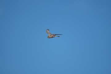 A Kestrel flies through the Yorkshire sky.