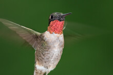 Ruby Throated Hummingbird Hovering In The Green Forest