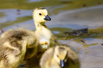 Canvas Print - Adorable Newborn Goslings Learning to Swim in the Refreshingly Cool