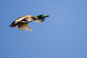 Canvas Print - Mallard Duck Flying in a Blue Sky