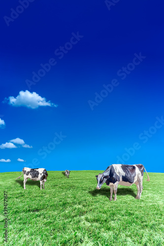 青空背景に丘陵の牧場で草を食む数頭の牛 Stock 사진 Adobe Stock