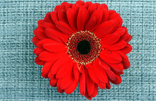 Red Gerbera On A Gray Wicker Background. Bright Red Flower On Gray Background