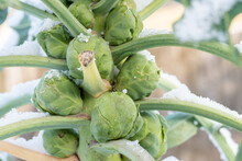 Brussels Sprouts In Winter On Field Covered Snow