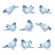 Pigeon cartoon icon set. Clipart image isolated on white background.