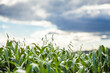 © Clare Seibel-Barnes/Austockphoto - Close up of green oat crop in a farm paddock