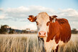 © Clare Seibel-Barnes/Austockphoto - One cow close up in long grass of paddock on australian farm