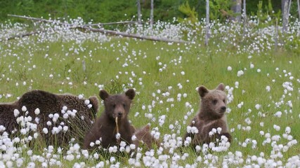 Wall Mural - Brown bear mother with three cubs in the middle of the cotton grass on a Finnish bog