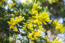 Yellow Acacia Blossoms With Soft Bokeh Background