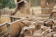 © Jane Worner/Austockphoto - Shorn ewes being drafted (sorted) on farm