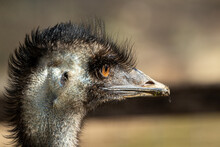 Close Up Of Emu Head Side On