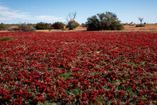Carpet Of Red Wild Flowers Under Blue Sky