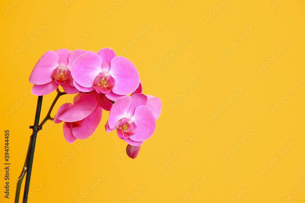 Beautiful orchid flowers on color background