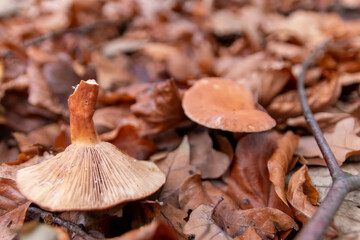 Big mushrooms in a forest found on mushrooming tour in autumn with brown foliage in backlight on the ground in mushroom season as delicious but possibly poisonous and dangerous forest fruit picking