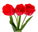Fototapeta Tulipany - Three red tulips.