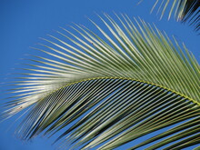 Low Angle View Of Palm Tree Against Blue Sky