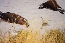 Flock Of Birds Over Wetlands Free Stock Photo - Public Domain Pictures