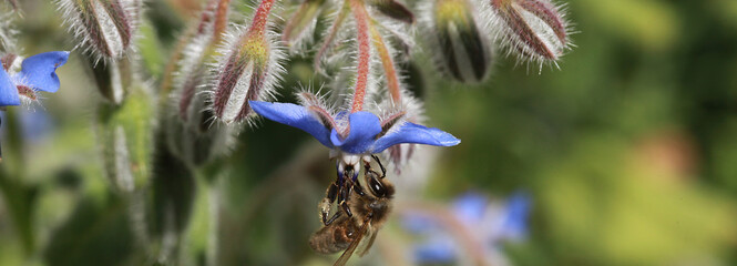 Sticker - Abeille butinant une fleur de bourrache