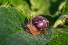 Large Grape Snail On A Green Leaf. Breeding And Caring For Molluscs
