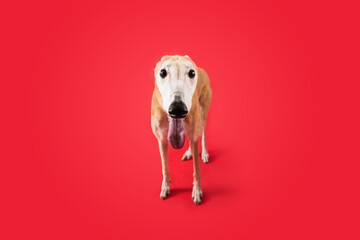 Wall Mural - Greyhound dog isolated on colored background