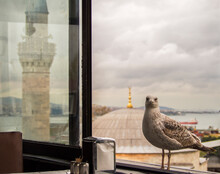 Seagull Seen Through Window