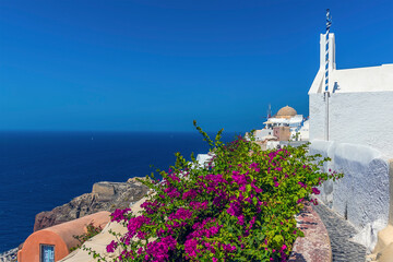 Wall Mural - Bougainvillea and white churches in the village of Oia, Santorini in summertime