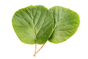 green kiwi leaves isolated on white background