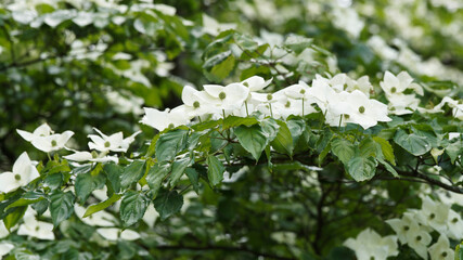 Canvas Print - Cornouiller de Kousa 'Venus' ou cornouiller de Chine (Cornus kousa) aux bractées étoilées blanc crème posées dans un feuillage vert foncé satiné