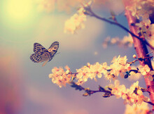 Butterfly Flying By Cherry Blossoms