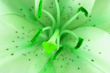 Wall Mural - close up of green lily