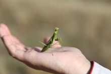 Mantis On The Girl's Hand