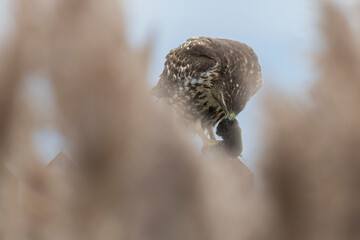 Poster - red-tailed hawk (Buteo jamaicensis)