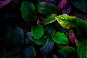 closeup nature view of tropical leaf background, dark tone concept