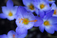 High Angle View Of Blue Crocus Flowers