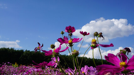 pink cosmos flowers in the field
