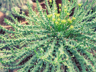 Green cactus in ivy shape with yellow thorn and flower in cultivation bowl - Vintage filter