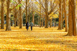 秋の公園を散歩する老夫婦　Elderly couple taking a walk in the autumn park