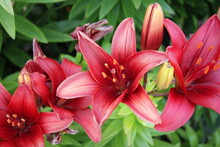 Close-up Of Red Day Lily Flowers Blooming Outdoors
