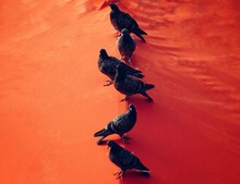 Close-up Of Pigeons Perching Over Red Roof