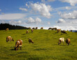 © SuperStock - Dairy herd of cows grazing on grassy pasture land