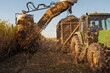 © SuperStock - Close uo of heavy machinery harvesting and collecting sugarcane in field