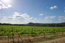 Looking Across Rows Of Grape Vines Towards Rolling Hills With Clouds And Blue Sky Overhead