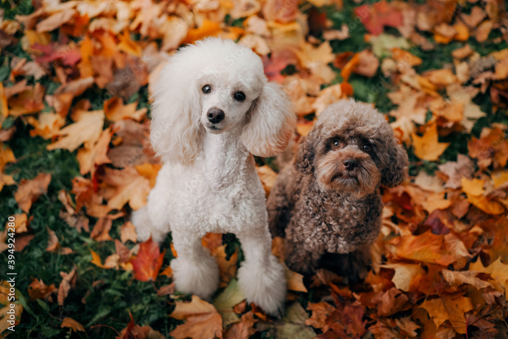 white and chocolate poodles. in autumn leaves. Pet in nature. Cute dog on nature - obrazy, fototapety, plakaty 