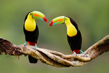 Wall Mural - keel-billed toucan, ramphastos sulfuratus, bird with big bill sitting on branch in the forest, costa